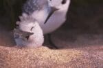 piper_pixar