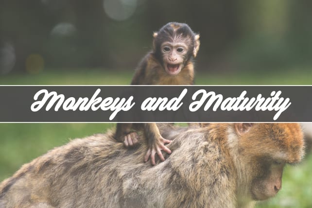 Monkeys and Maturity: How Not to Grow Spiritually