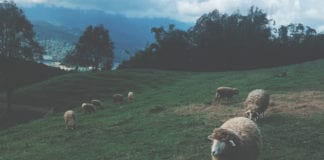 Why Knowing Your Flock is Critical to Meaningful Preaching