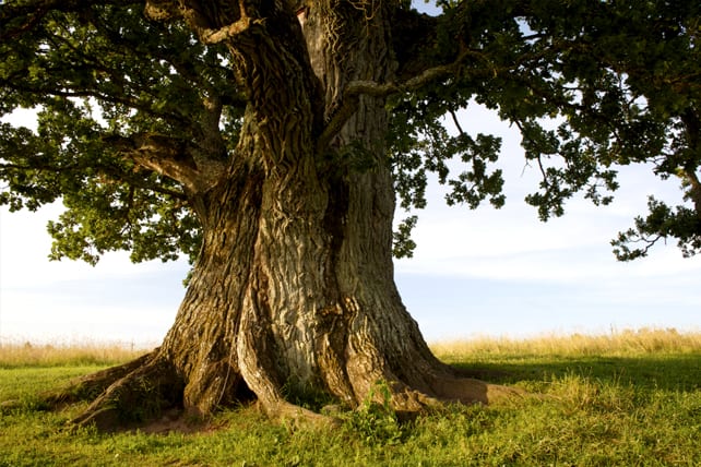 the mighty oak tree proverb