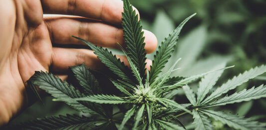 christian cannabis