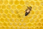 9.24-How-Much-Honey-Have-You-Been-Eating