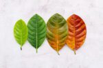 Transition Management