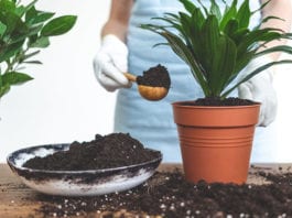 planting churches
