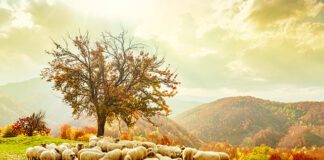 sheltering mercy