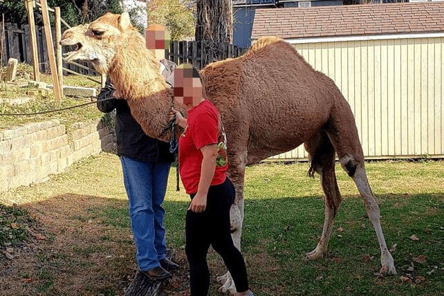 nativity camel