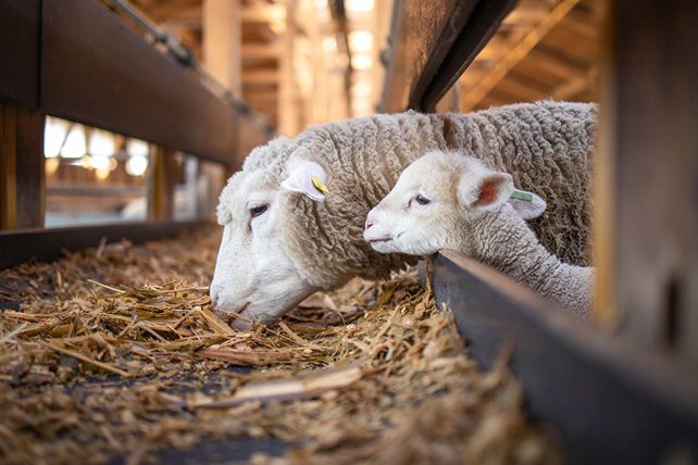 feed my sheep