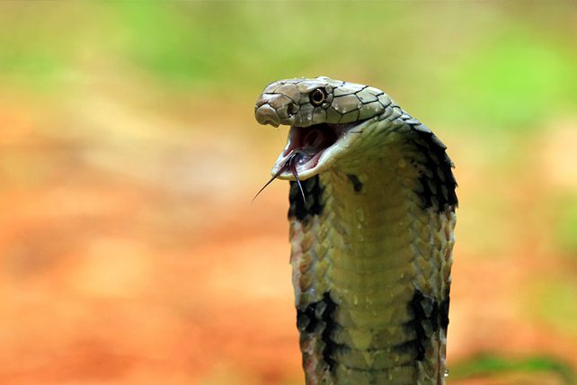 Beware Of The Cobra Effect In Business