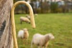 shepherding