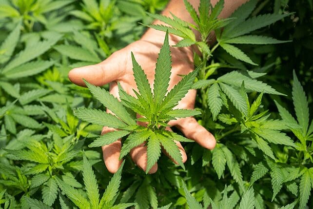 cannabis church