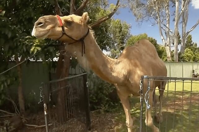 nativity camels