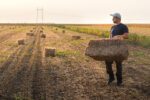 harvest time