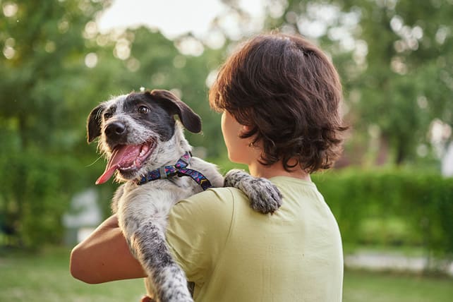 do dogs go to heaven