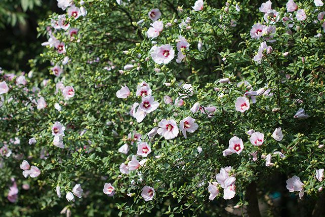 Rose of Sharon