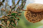 locusts and wild honey