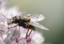 Could It Be That We Also Need Flies?—Flies as Part of a Healthy-Holistic Lausanne Ecosystem Lausanne