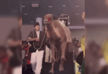 Woman Injured After Camel Kicks Her During Houston Church’s Nativity Show camel